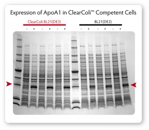 ClearColi-Gel-ApoA1-Expression